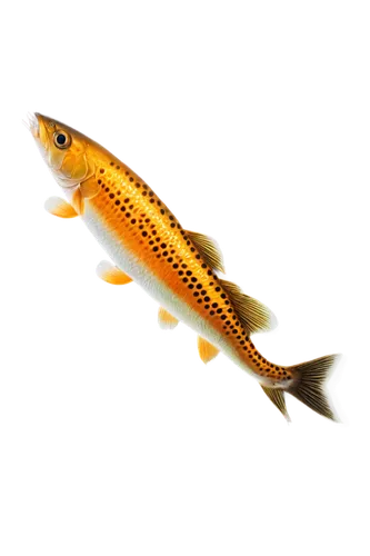 lanternfish,fish pen,dartfish,needlefish,fjord trout,yellow fish,pencil icon,gar,baitfish,yellowfish,gold fish,muskellunge,etheostoma,fish gold,razorfish,garridos,koi fish,esox,rapala,common carp,Art,Classical Oil Painting,Classical Oil Painting 07