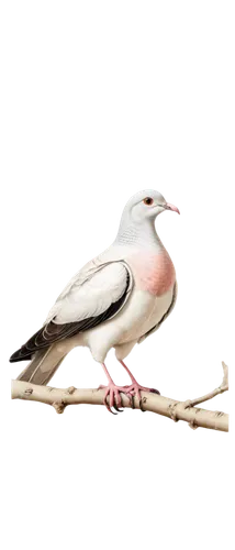 bird png,white pigeon,white grey pigeon,white dove,luginbill,turtledove,domestic pigeon,peace dove,speckled pigeon,dove of peace,cacatua,white pigeons,pecorella,bird pigeon,zebra finch,doves of peace,passenger pigeon,setit,australian zebra finch,carrier pigeon,Art,Artistic Painting,Artistic Painting 02