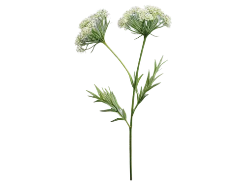 Dill, herbal plant, green leaves, tall stem, white flowers, detailed texture, natural light, shallow depth of field, soft focus, warm color tone, 3/4 composition, close-up shot, realistic, high-resolu