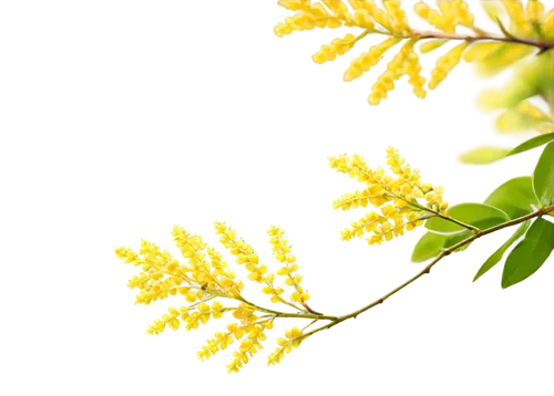 Acacia flowers, yellow petals, delicate shape, soft texture, tiny buds, blooming branches, morning dew, warm sunlight filtering through leaves, 3/4 composition, shallow depth of field, vibrant color t