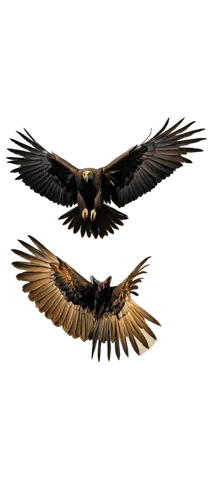 eagle vector,eagle illustration,calyptorhynchus banksii,falconiformes,bearded vulture,marsh harrier,african fishing eagle,birds in flight,california condor,vultures,black kite,parabuteo unicinctus,black vulture,bald eagles,ravens,bird wing,vulture,african eagle,common black hawk,eagle drawing,Conceptual Art,Sci-Fi,Sci-Fi 16