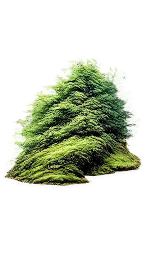 tree moss,cupressus,flourishing tree,green tree phyton,moss landscape,green tree,dwarf tree,tree slice,small tree,forest moss,isolated tree,fir green,bryophyte,thuja,juniperus,waldmeister,arborescent,cryptomeria,sapling,fir tree,Art,Classical Oil Painting,Classical Oil Painting 17