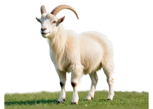 anglo-nubian goat,goatflower,boer goat,goatsucker,goat pépito,bakri,domestic goats,ramified,muldaur,bakra,baa,llambi,merino,gote,young goat,llambias,addax,dwarf sheep,lambswool,brahman,Conceptual Art,Fantasy,Fantasy 19