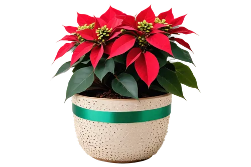 terracotta flower pot,poinsettia,flower pot holder,natal lily,wooden flower pot,xmas plant,flower pot,christmas flower,potted plant,plant pot,flowerpot,poinsettia flower,potted tree,garden pot,potted flowers,euphorbia splendens,flower of christmas,ornamental plant,decorative bush,androsace rattling pot,Photography,Artistic Photography,Artistic Photography 05