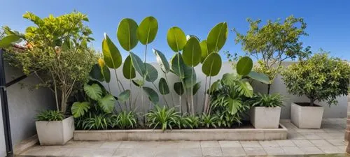 Plant arrangement for garden align with the white wall. background should be only cleared sky. rock tiles at the floor. 2 cement  square plant pots with karanda tree species. another pot is with guava