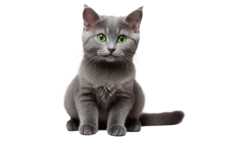 cat vector,jayfeather,european shorthair,ravenpaw,gray cat,suara,silver tabby,breed cat,reticuli,kosmo,bubastis,colotti,felino,riverclan,thunderclan,shadowclan,cat image,graystripe,cathala,lumo,Photography,Black and white photography,Black and White Photography 09