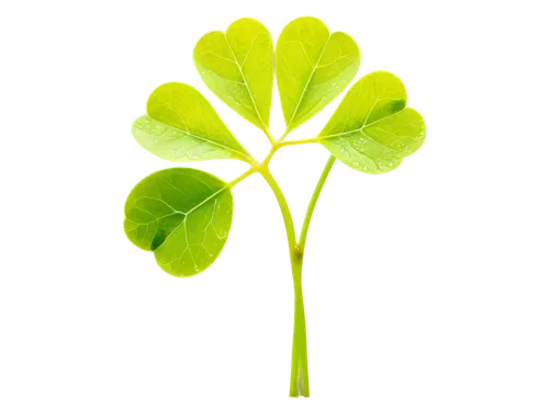 spring leaf background,ginkgo leaf,green leaf,clover leaves,leaf background,4-leaf clover,patrol,maidenhair,green wallpaper,parsley leaves,four-leaf clover,nasturtium leaves,five-leaf clover,fan leaf,three leaf clover,leaf green,four leaf clover,arabidopsis,a four leaf clover,repnin,Illustration,Black and White,Black and White 32