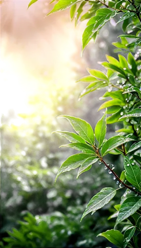 sunlight through leafs,green wallpaper,spring leaf background,green leaves,background view nature,green forest,forest plant,green plants,green trees,forest background,leaf background,green foliage,aaa,green tree,greenery,green plant,tea plant,japanese mugwort,green landscape,tree leaves,Illustration,Realistic Fantasy,Realistic Fantasy 42