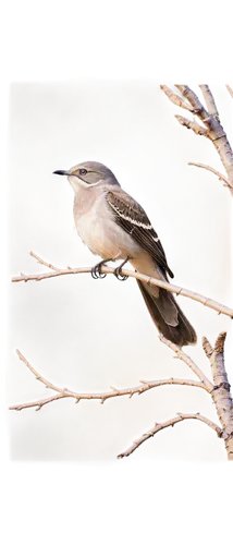 Mockingbird, perched on branch, solo, detailed feathers, brown back, white belly, black head, bright eyes, beak open, singing, morning light, soft focus, shallow depth of field, warm color tone, natur