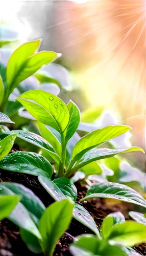 epilobium,background bokeh,sunlight through leafs,bokeh effect,illicium,madagascar periwinkle,photosynthetic,green plant,aromatic plant,longjing,green plants,bokeh,pepper plant,bokeh lights,light fractal,tender shoots of plants,square bokeh,green leaves,herbaceous plant,mandarin leaves,Conceptual Art,Sci-Fi,Sci-Fi 06