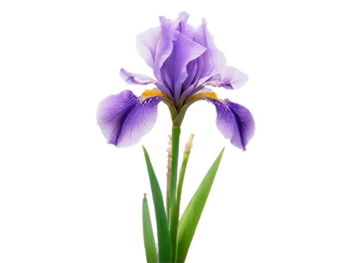 flowers png,tulipan violet,iris japonica,algerian iris,violet tulip,iris,saffron crocus,purple crocus,purple irises,iris versicolor,wild iris,irises,turkestan tulip,swamp iris,crocus,crocuss,iris reticulata,crown chakra flower,purple flower,flax-leaved tulip,Conceptual Art,Fantasy,Fantasy 09