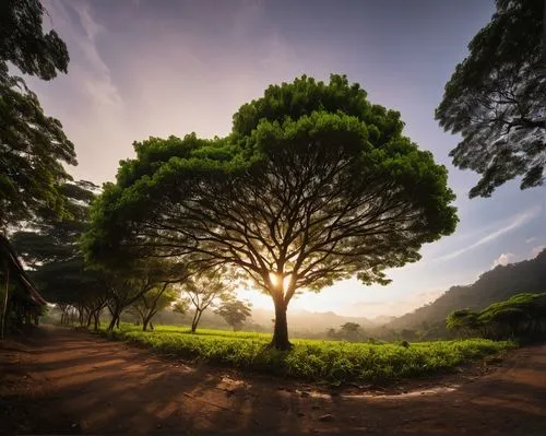 Setiap pagi adalah kesempatan baru untuk memulai lagi, untuk bermimpi lagi, dan untuk mencapai lebih dari yang kita pikir kita bisa.",the sun shines through the trees on a sunny day,isolated tree,munn