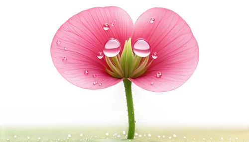 flowers png,flower background,pink flower,pink morning glory flower,flower wallpaper,pink tulip,pink poppy,flower illustrative,tulip background,pink clover,pink floral background,cartoon flower,gerbera flower pink,flower pink,pink water lily,gerbera flower,floral digital background,pink petals,lotus png,dionaea,Unique,3D,3D Character