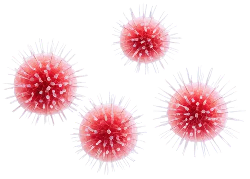 coronaviruses,coronavirus,sea urchins,coronavirus disease covid-2019,urchins,sea-urchin,coronavirus test,sea urchin,rambutan,coronavirus line art,unknown virus,urchin,coronavirus time,biosamples icon,viruses,hepatitis,globules,erythrocyte,pathogens,corona virus,Photography,Artistic Photography,Artistic Photography 12