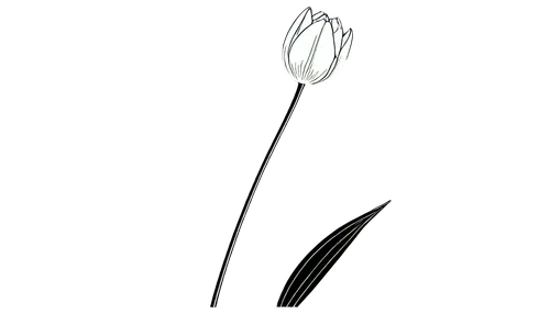 flowers png,calla lily,bulb,lotus png,tulip,incandescent lamp,tulip background,arisaema,teaspoon,spork,lichtgestalt,sliver,tulipe,pointed flower,white lily,stamen,porcelain spoon,lotus leaf,specular,lampion flower,Illustration,Japanese style,Japanese Style 08