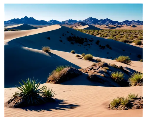 desert desert landscape,desert landscape,desert plants,desert plant,crescent dunes,arid landscape,argentina desert,namib desert,namib,mojave desert,dunes national park,great dunes national park,dune landscape,capture desert,san dunes,desert background,desert,sand dunes,mesquite flats,namib rand,Photography,Documentary Photography,Documentary Photography 23