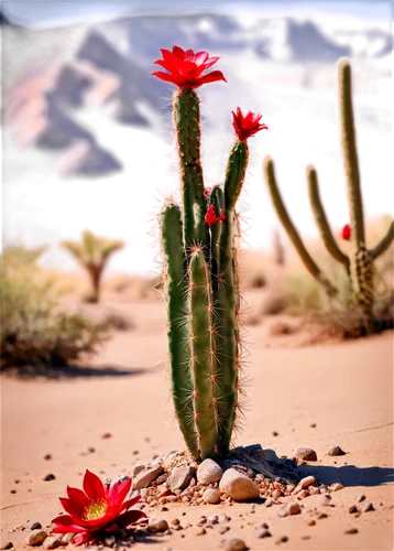 flowerful desert,desert flower,red cactus flower,cactus flower,cactus digital background,desert plant,cactus flowers,echinopsis,cactus,desert rose,desert desert landscape,desert landscape,desert plants,sonoran desert,prickly flower,cacti,capture desert,cactus rose,cactuses,cactaceae,Unique,3D,Panoramic