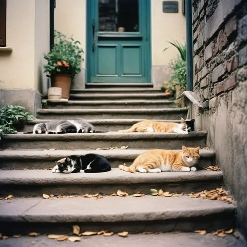 vintage cats,cats on brick wall,rescue alley,stray cats,georgatos,doorsteps,gordon's steps,cat european,stoop,street cat,gatos,alleycat,katzen,steps,cat family,neighbours,katzenellenbogen,catanduva,fall animals,katzenelnbogen,Photography,Documentary Photography,Documentary Photography 02