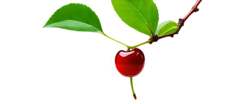 bladder cherry,chile de árbol,cherry branch,great cherry,fire cherry,serrano pepper,malagueta pepper,syzygium malaccense,hill cherry,wild cherry,tabasco pepper,syzygium,pepper plant,cayenne,cayenne pepper,jewish cherries,red chili,cherry,chili pepper,red chili pepper,Art,Artistic Painting,Artistic Painting 44