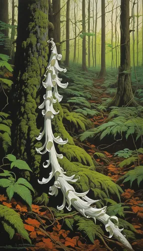 indian pipe,angel's trumpets,angel trumpet,angel trumpets,monotropa uniflora,forest mushrooms,forest orchid,forest flower,forest plant,beech forest,mushroom landscape,forest mushroom,wood ear,coprinopsis picacea,white wood,dutchman's pipe,jack-in-the-pulpit,forest landscape,ferns,podophyllum peltatum,Conceptual Art,Daily,Daily 09