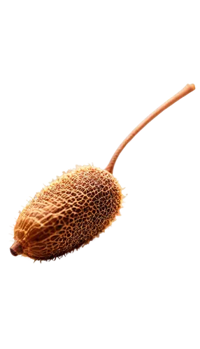 acorn,seed head,acorn leaf,seed pod,aesculus,chestnut bud,conifer cone,durian seed,seed-head,fir cone,banksia,varroa,seed,leaf bud,spruce cones,aesculus hippocastanum,cardamom,cardamon pods,cockscomb,hair brush,Conceptual Art,Daily,Daily 32