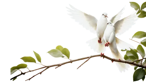 Doves of peace, white doves, gentle eyes, soft feathers, peaceful atmosphere, wings spread wide, perched on a branch, morning sunlight, warm lighting, shallow depth of field, 3/4 composition, natural 