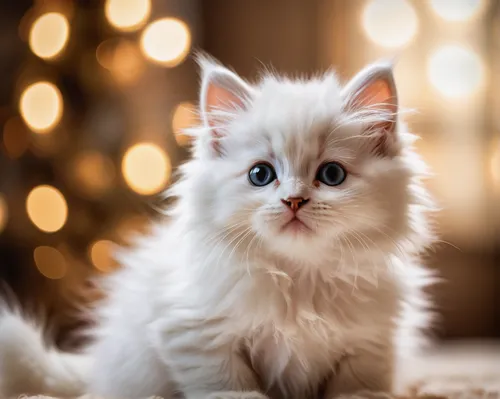 realistic white fluffy kitten,cute cat,kitten,blue eyes cat,ginger kitten,turkish angora,cat with blue eyes,birman,white cat,british longhair cat,american curl,blossom kitten,little cat,siberian cat,k