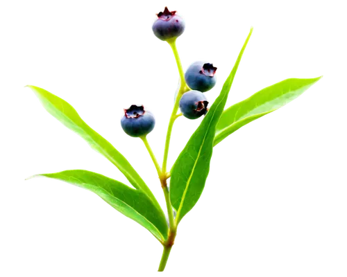 Blueberries, translucent, shiny surface, juicy pulp, green leaves, delicate stems, morning dew, soft natural light, macro shot, extreme close-up, 1/1 composition, vibrant color tone, high contrast.,bi