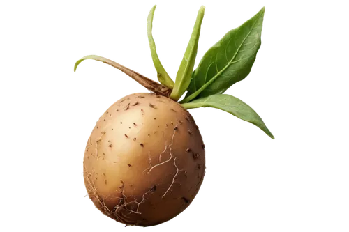 mandora,pepino,persian onion,rutabaga,rustic potato,poire,endosperm,juglandaceae,pear cognition,eggplant,pinya,onion seed,tuberosum,peduncle,podded,carinata,shallot,ventricosa,kumara,cucurbitaceae,Illustration,American Style,American Style 09