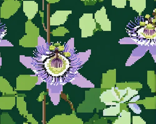 Describe a passion flower vine with a beautiful bud in a serene garden.,toad lily,floral mockup,passion flower family,flowers png,elven flower,flower banners,sword lily,nightshade plant,passiflora,col