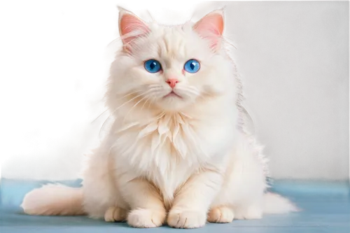 cat with blue eyes,blue eyes cat,white cat,cat on a blue background,ragdoll,british longhair cat,blue eyes,cute cat,siberian cat,birman,himalayan persian,blue eye,snowbell,the blue eye,breed cat,heterochromia,kittu,siamese cat,cat look,kittenish,Illustration,Japanese style,Japanese Style 06