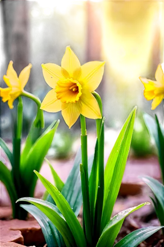 yellow daffodils,daffodils,yellow daffodil,spring background,daff,daffyd,flower background,daffodil,easter lilies,tulip background,springtime background,spring greeting,jonquils,spring flowers,easter background,spring bloomers,filled daffodil,jonquil,the trumpet daffodil,beginning of spring,Unique,Pixel,Pixel 03