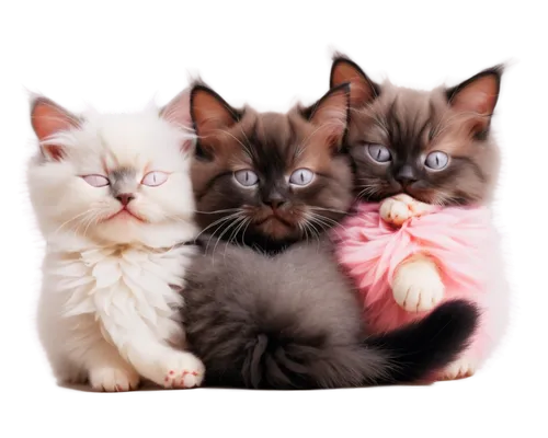 kittens,birman,cats angora,cat family,baby cats,siamese cat,siamese,mallow family,cute cat,breed cat,cute animals,felines,cat lovers,cat image,vintage cats,small to medium-sized cats,cattles,pink family,american wirehair,cats,Art,Classical Oil Painting,Classical Oil Painting 25