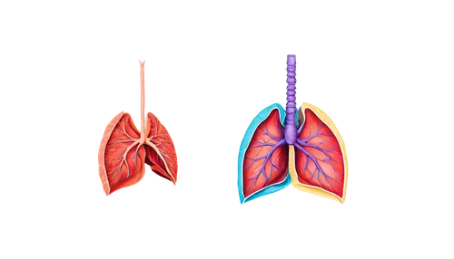 respiratory,lung cancer,pulmonology,pleuropneumonia,pneumonitis,pneumoconiosis,lungs,pulmonary,pulmonic,nsclc,nebulizers,bronchial,expiratory,tuberculosis,inhalational,emphysema,medical illustration,bronchitis,oxygenator,bronchiolitis,Illustration,Black and White,Black and White 16