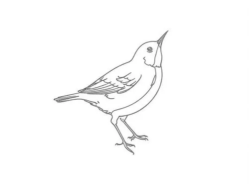 line art birds,bird png,bird drawing,bird outline,an ornamental bird,hato,Design Sketch,Design Sketch,Rough Outline