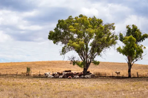 coolamon,riverina,warracknabeal,wimmera,lancefield,landholder,old wagon train,roseworthy,cows on pasture,buloke,landholders,mudgee,crookwell,jerilderie,landcare,anabranch,bungendore,corryong,adaminaby,buninyong