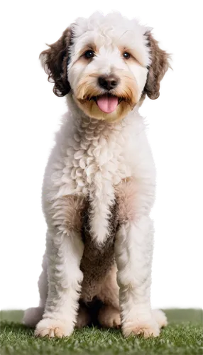 havanese,shih poo,huichon,cute puppy,shih tzu,cheerful dog,bichon,schnoodle,pumi,dog pure-breed,dog breed,mixed breed dog,chihuahua poodle mix,dog photography,labradoodle,yorkshire terrier puppy,schnauzer,biewer yorkshire terrier,yorkshire terrier,purebred dog,Illustration,Black and White,Black and White 27