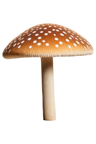 amanita,edible mushroom,champignon mushroom,forest mushroom,mushroom type,lingzhi mushroom,agaricaceae,agaric,anti-cancer mushroom,edible mushrooms,mushroom,toadstool,cubensis,small mushroom,wild mushroom,mushroom hat,medicinal mushroom,enokitake,club mushroom,mushroom landscape,Illustration,Paper based,Paper Based 23