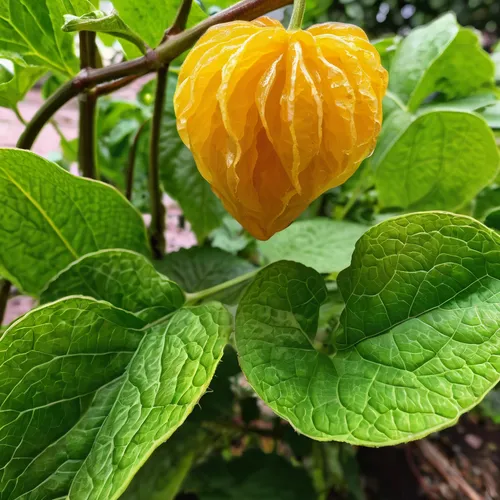 Write a vibrant description of a ground cherry in a lush garden.,chinese lantern plant,physalis peruviana,yellow pepper,chinese lantern,lemon flower,physalis alkekengi,physalis,orange flower,thai hone