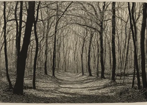 Create a flash fiction piece where a biblically accurate angel guides a lost soul in a dense forest.,stieglitz,northern hardwood forest,forest road,beech forest,deciduous forest,forest path,woodcut,fo