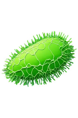 Chlamydomonas, microscopic, green algae, flagella, cell membrane, chloroplast, nucleus, mitochondria, Golgi apparatus, endoplasmic reticulum, lysosome, vacuole, cytoskeleton, detailed structure, scien