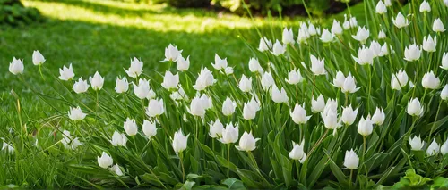 In a peaceful garden, delicate white flowers bloom, each with a tiny white spike at its center.,doves lily of the valley,white tulips,lilly of the valley,snowdrops,tulip white,galanthus,white flowers,