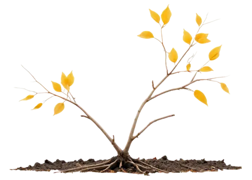 Sad tree, autumn season, dry branches, sparse yellow leaves, thin trunk, roots deep in earth, cloudy sky, soft diffused light, 3/4 composition, shallow depth of field, melancholic atmosphere, cinemati