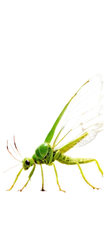 mantidae,grasshopper,katydid,gonepteryx cleopatra,cricket-like insect,insect,gonepteryx rhamni,membrane-winged insect,lacewing,elapidae,mantis,locust,limulidae,eumenidae,halictidae,gekkonidae,northern praying mantis (martial art),cyprinidae,field wasp,auroraboralis,Conceptual Art,Daily,Daily 34