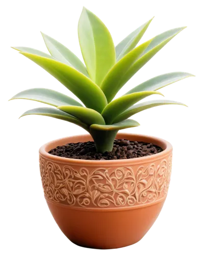 potted palm,potted plant,money plant,androsace rattling pot,succulent plant,terracotta flower pot,plant pot,wooden flower pot,pot plant,houseplant,garden pot,ornamental plant,catasetum saccatum,pineapple plant,ornamental plants,agave azul,monocotyledon,flowerpot,plants in pots,sansevieria,Conceptual Art,Daily,Daily 07