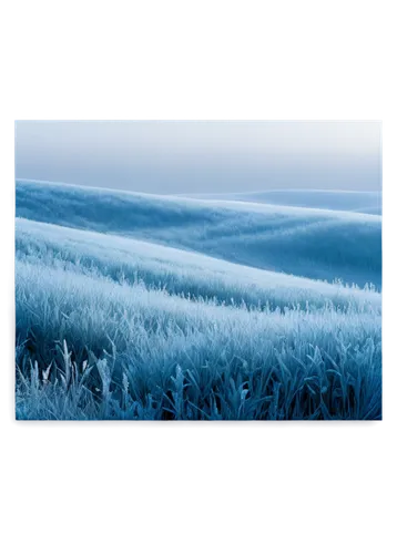 ice landscape,blue painting,salt meadow landscape,silver grass,landscape background,cotton grass,reedbeds,small landscape,reedbed,textured background,grasslands,ground frost,cornflower field,reed grass,meadow in pastel,grassland,long grass,blue gradient,background abstract,bluestem,Photography,Black and white photography,Black and White Photography 15