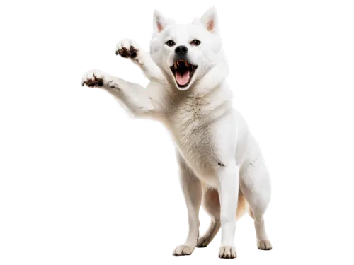 american eskimo dog,berger blanc suisse,white shepherd,korean jindo dog,canadian eskimo dog,samoyed,japanese spitz,canaan dog,white dog,pet vitamins & supplements,cheerful dog,akita inu,english white terrier,saarloos wolfdog,labrador husky,northern inuit dog,pointing dog,siberian husky,malamute,german spitz mittel,Illustration,Black and White,Black and White 23