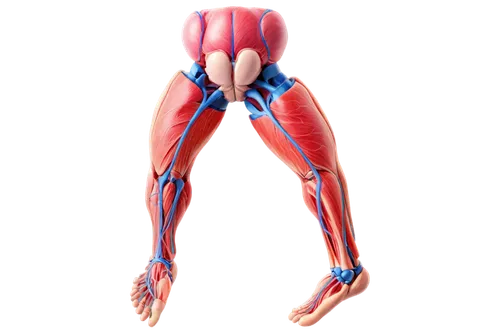 Anatomy illustration, reproductive system diagram, colorful organs, detailed veins, 3D visualization, semi-transparent skin, soft lighting, panoramic view, educational composition, realistic texture, 