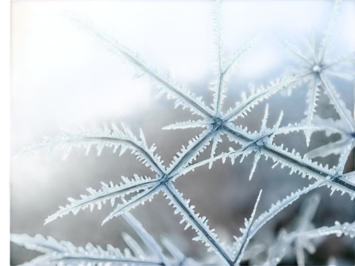 snowflake background,ice crystal,ice crystals,frostiness,frosts,snow crystals,ice rain,frost,frostings,frosted glass,hoarfrost,winter background,unfrozen,snow flake,white snowflake,blue snowflake,frozen ice,frostily,crystallizes,crystalize,Conceptual Art,Fantasy,Fantasy 18