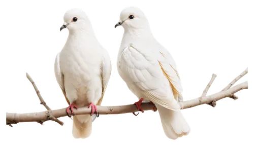 bird couple,birds on a branch,white pigeons,parrot couple,short-billed corella,birds on branch,ringed doves,doves,black headed gulls,doves of peace,kelp gulls in love,passerine parrots,love bird,arctic birds,crested terns,sulphur-crested cockatoo,silver gulls,lovebird,parakeets,cockatoo,Illustration,Paper based,Paper Based 11